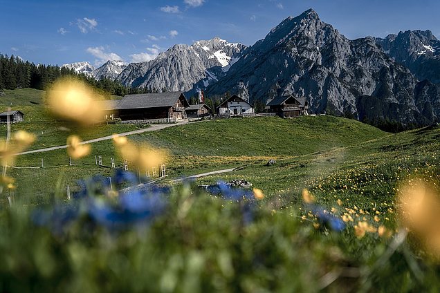 walderalm-blumen-naturpark-alm_